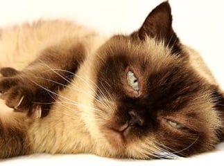 vaccins du chat